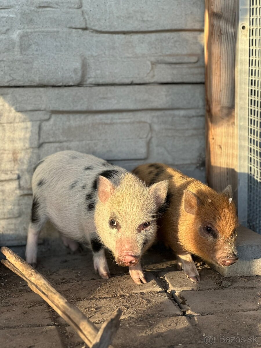 Mini prasiatko - 2
