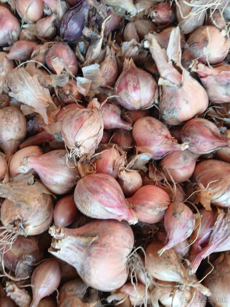 cibuľa kotnačka - 2