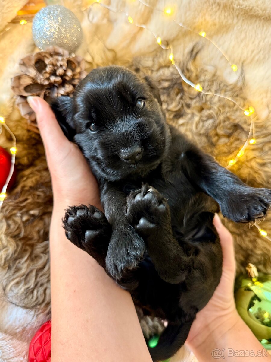 ✨ANGLICKÝ KOKRŠPANĚL S PP ✨#koker #kokerspaniel - 2