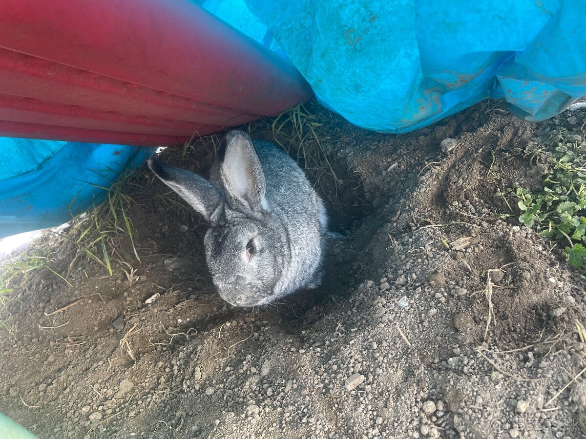 Činčila Veľká - 2