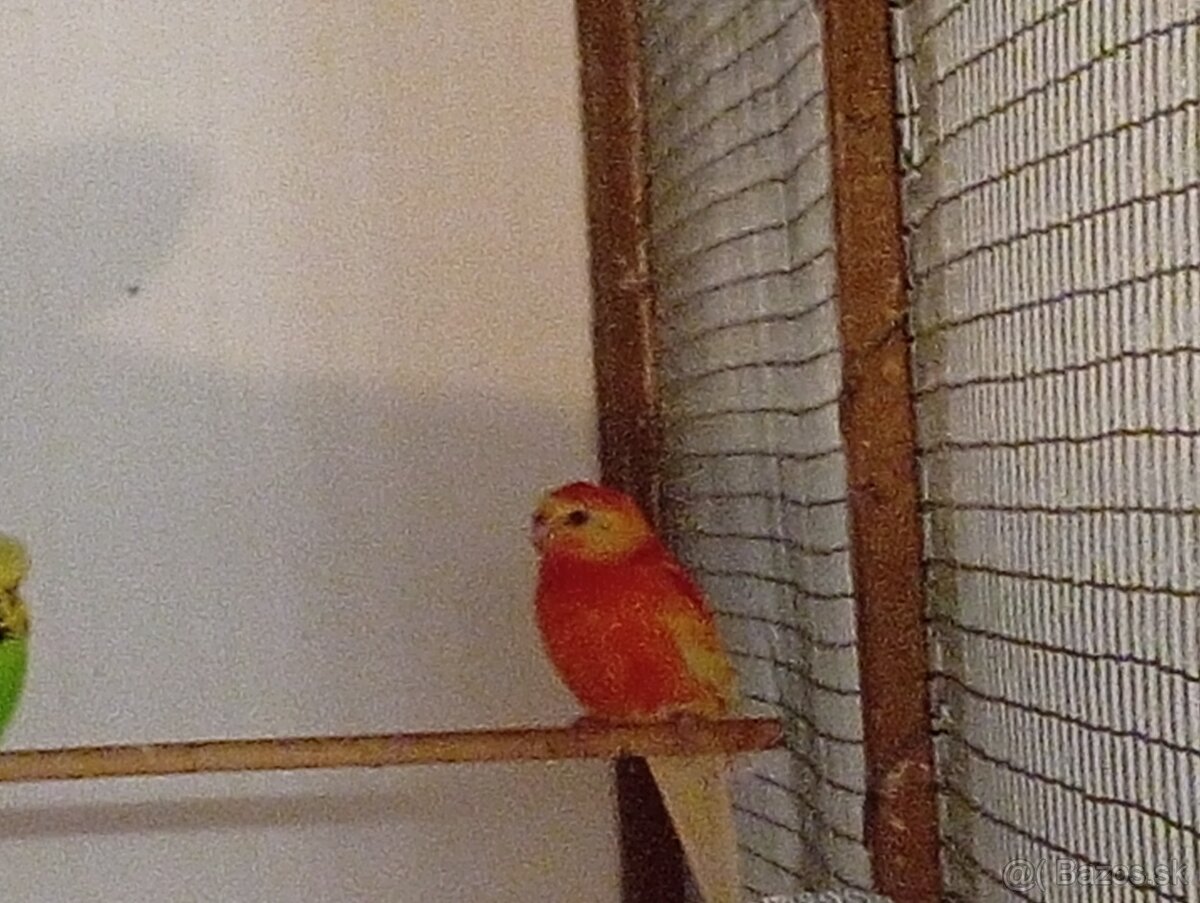 Papagáj spevavý - 2