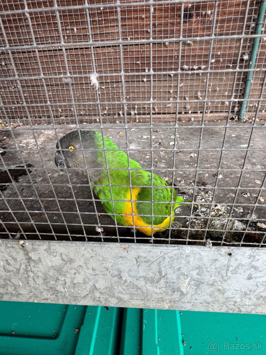 Papagáj senegálsky 1,1 - 2