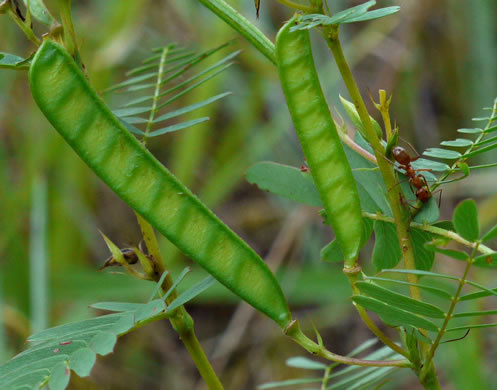 Cassia fasciculata - 2