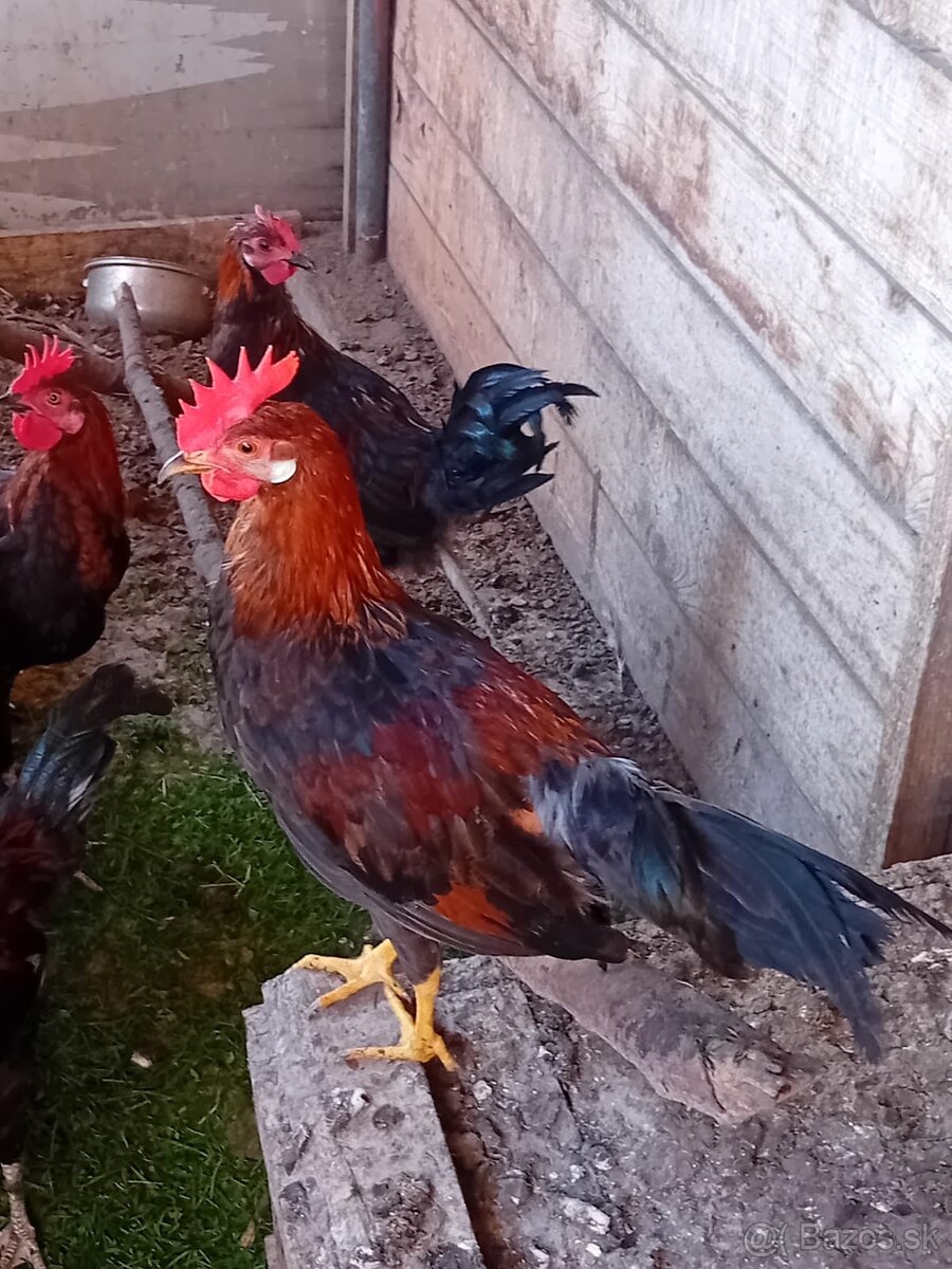 Predám kohútov - 2