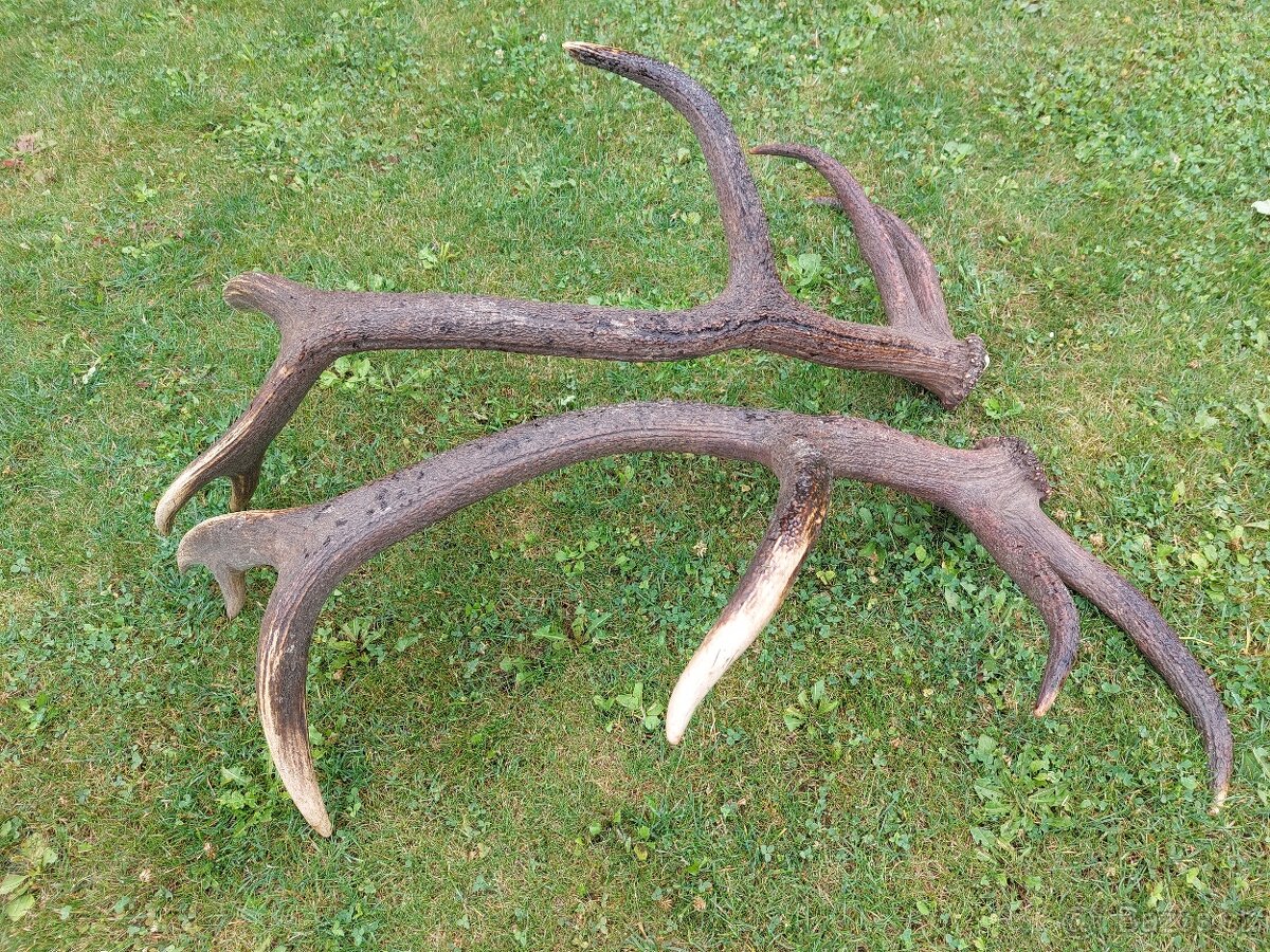 Trofej trofeje paroh parohy parozie zhody - 2