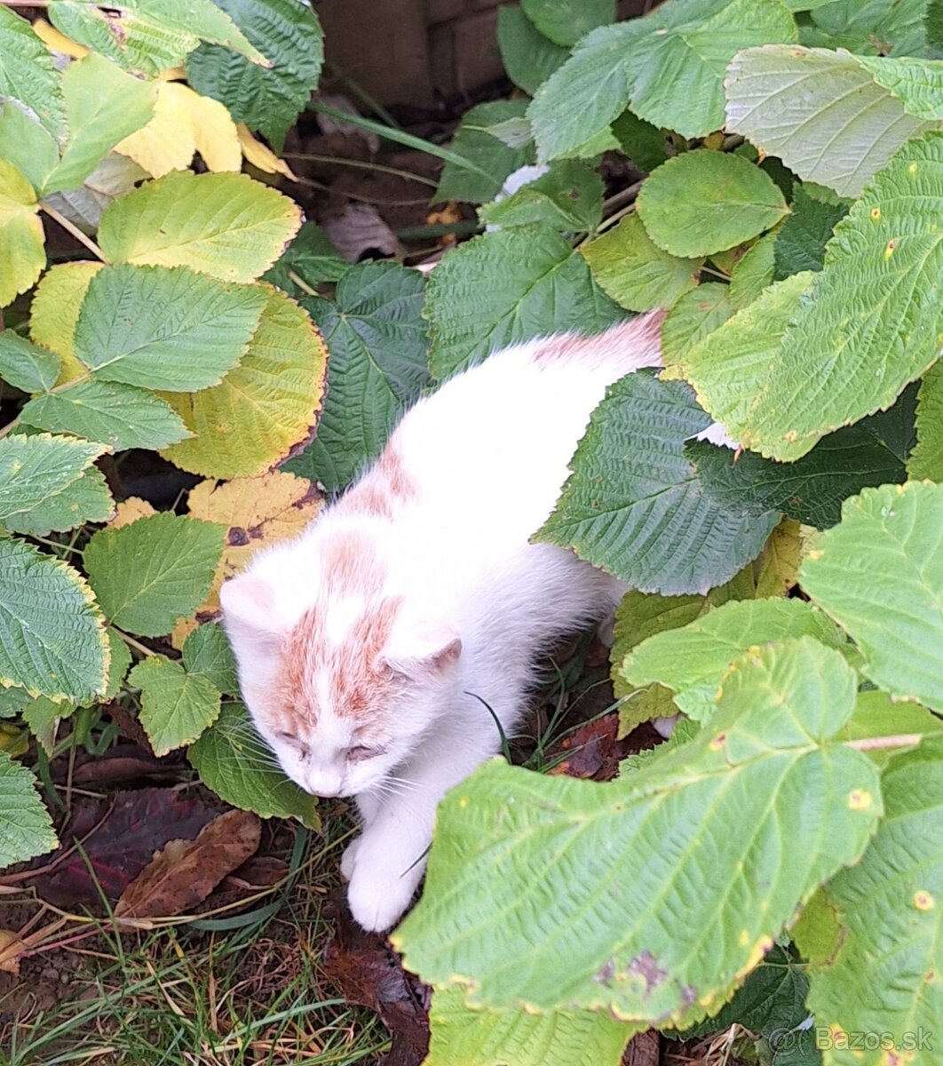 Darujem mačičku - 2