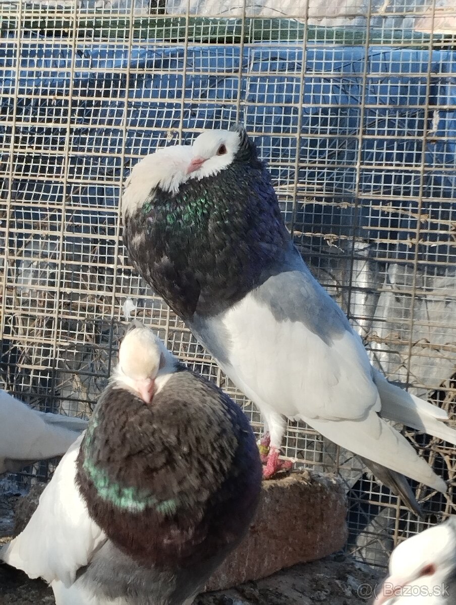 Predám holuby - 2