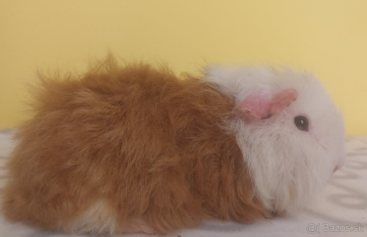 Morčatá rôznych plemien - 2