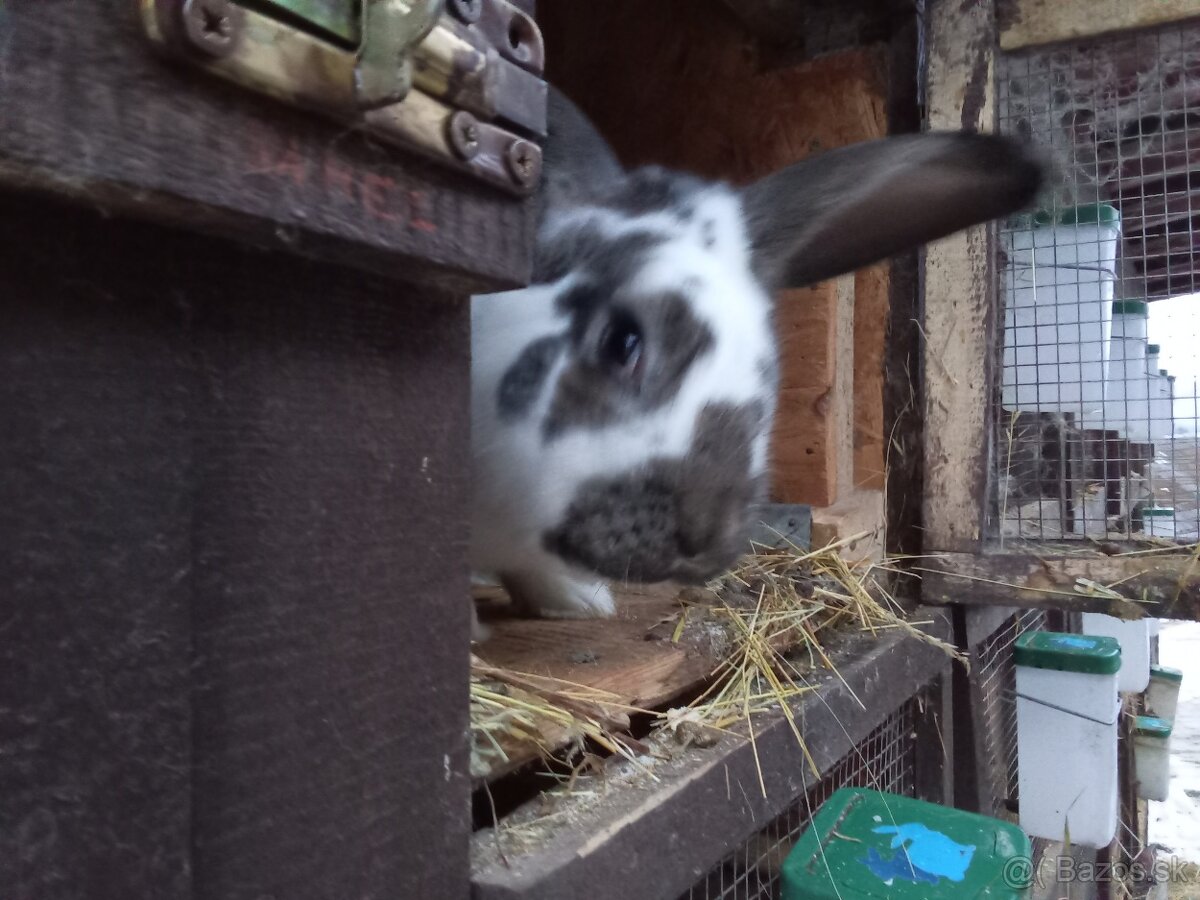 Predám Samca Zajaca - 2