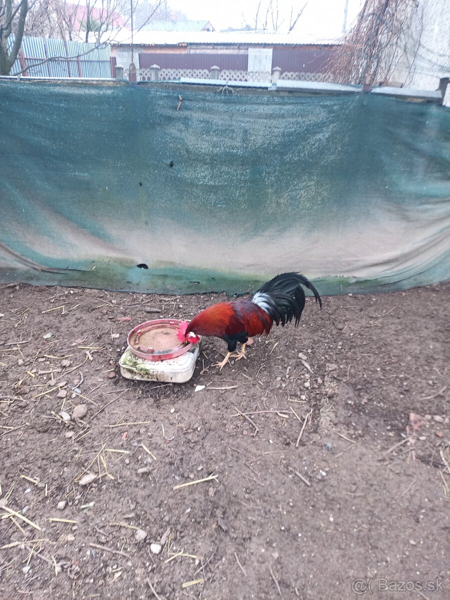 Kohút vlašky jarabičej - 2