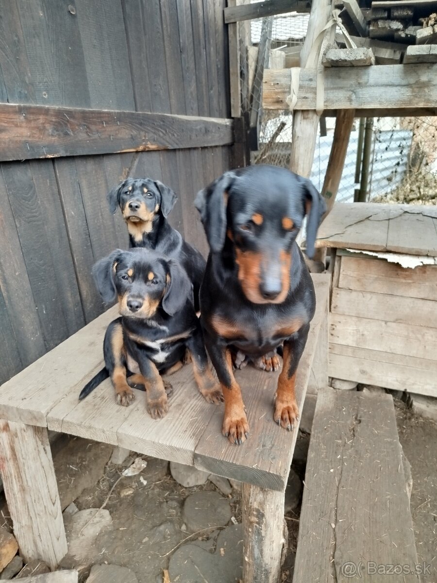 Darujem Šteniatká - 2