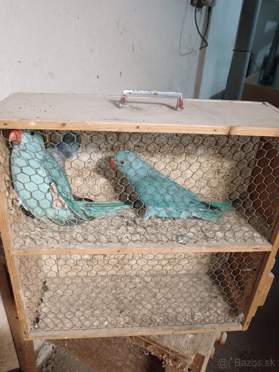 Alexander malý modrý - 2