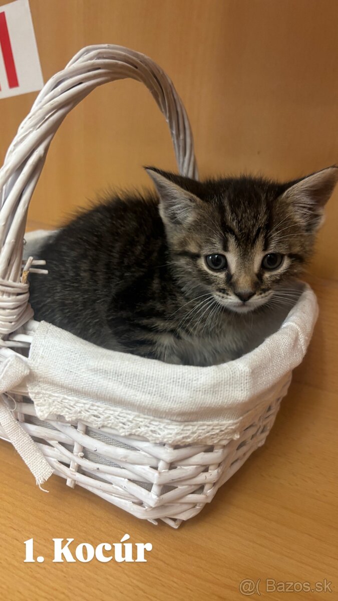 Darujem mačiatká - 2