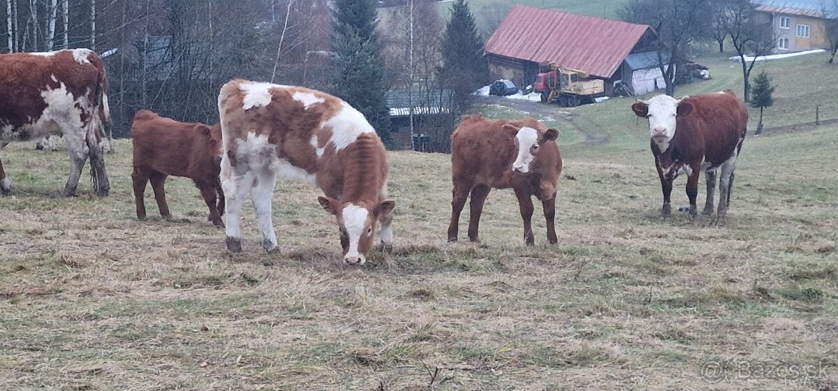 Kravy s teľatami - 2