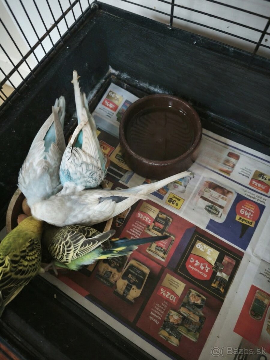 Predám ručne dokrmované andulky – vhodné na dorkrotenie - 2