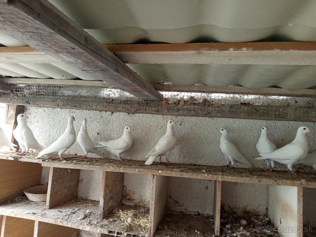 Postove holuby - 2