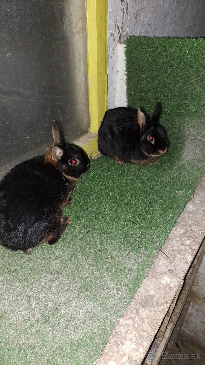 zakrslí kralik ohnivák - 2