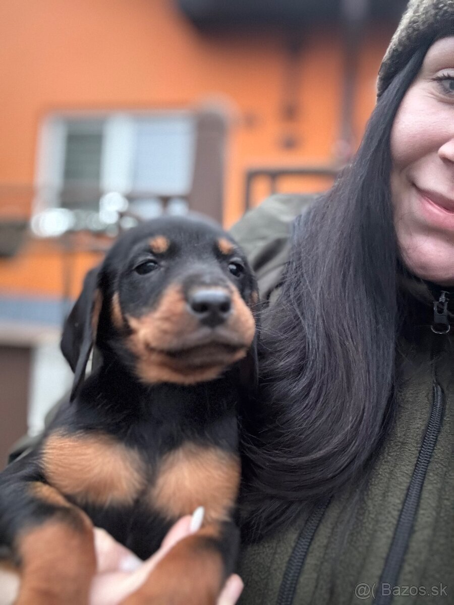 Slovenský kopov - 2