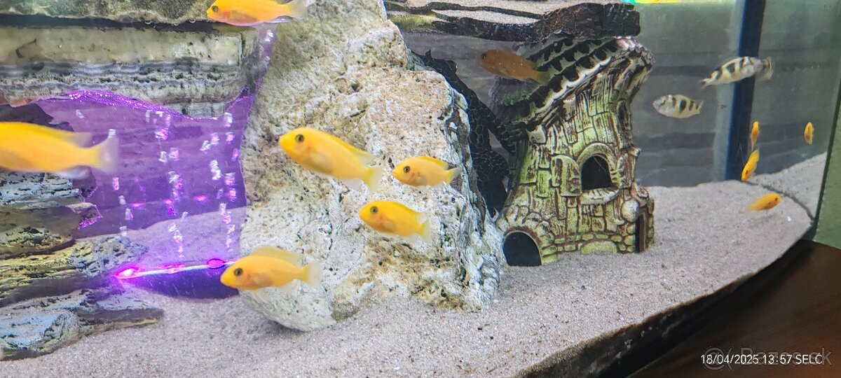 Predám Pseudotropheus zebra red - 2