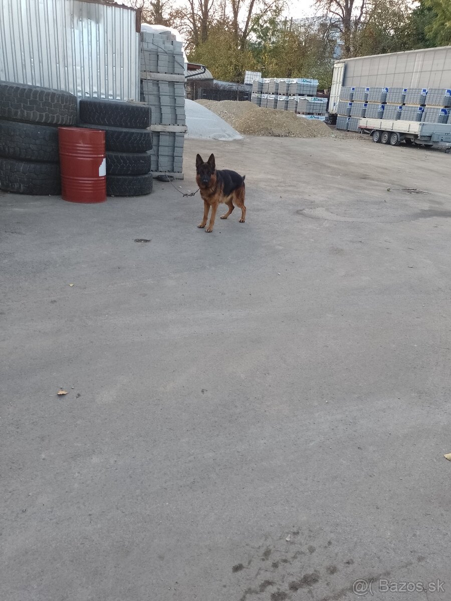 Nemecký ovčiak - 2