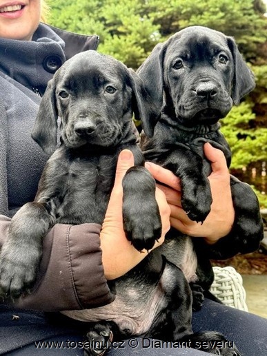 Tosa inu - TOP štěňátka vzácné černé barvy s PP - 2