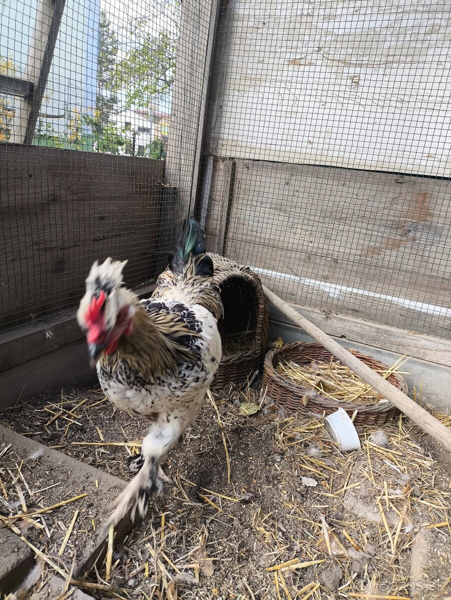 Predám dva kohüty - 2