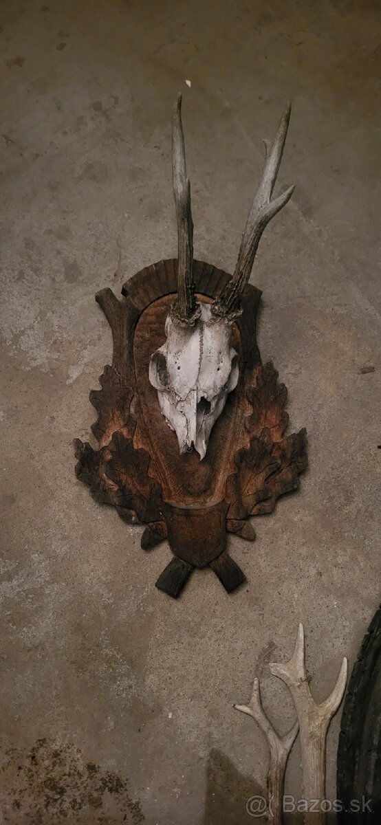 srnčie parozky, parohy zhody,trofeje - 2