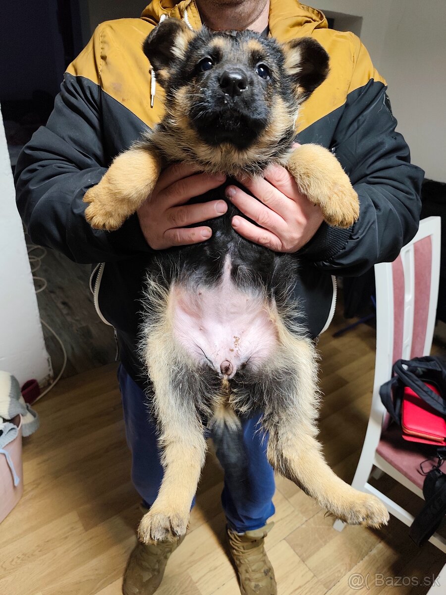 Nemecký ovčiak - 2