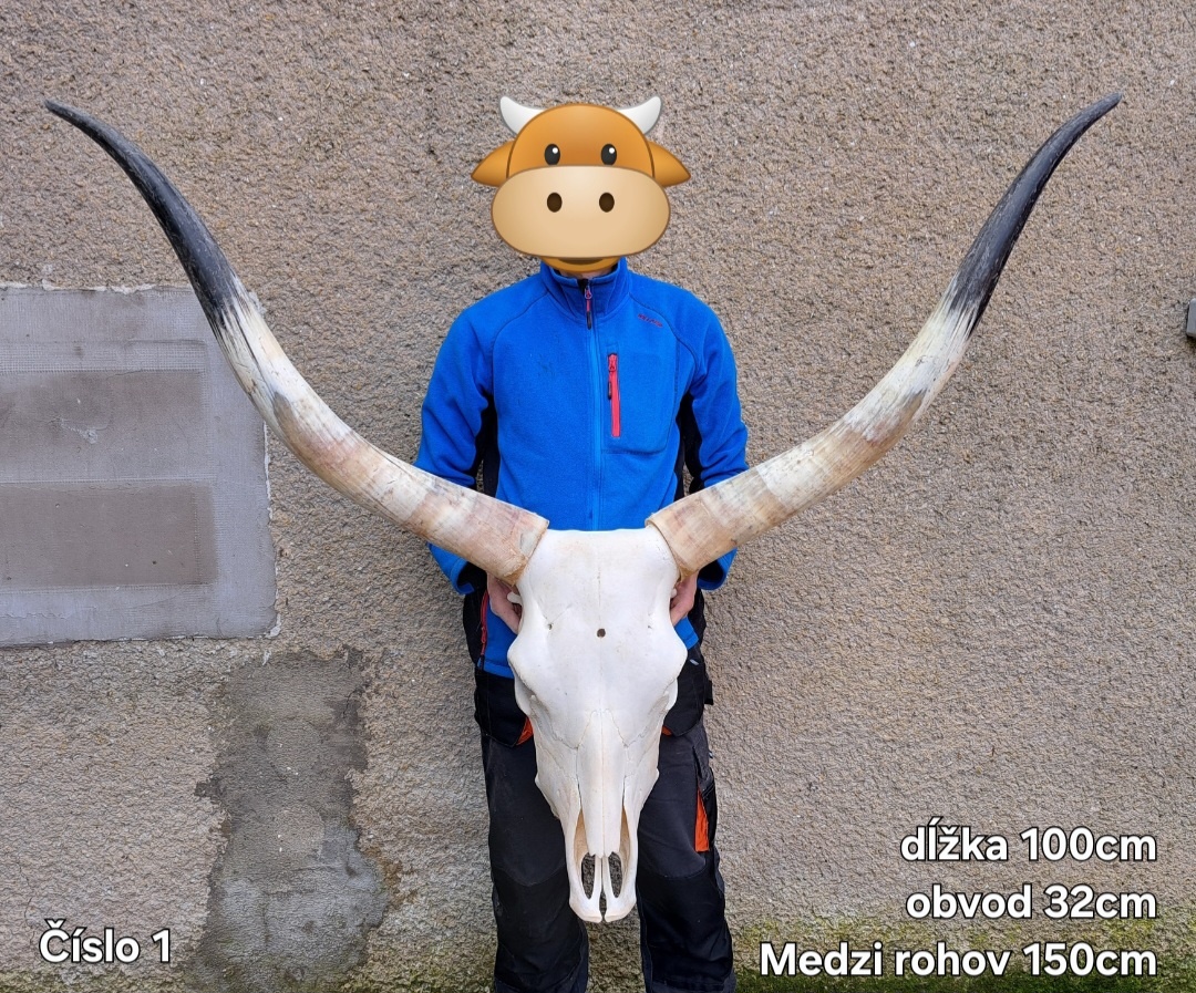 Trofeje, maďarský stepný - 2