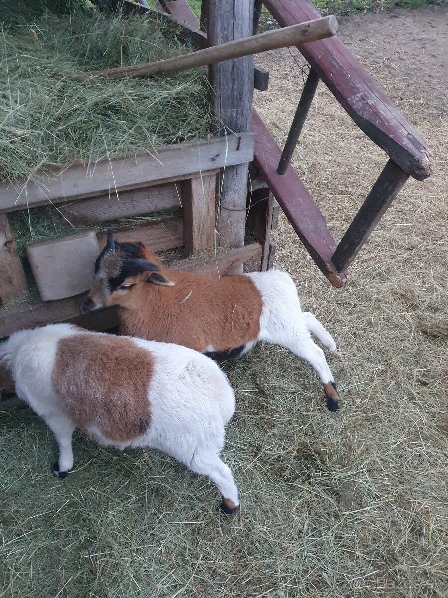 Kamerunsky baran - 2