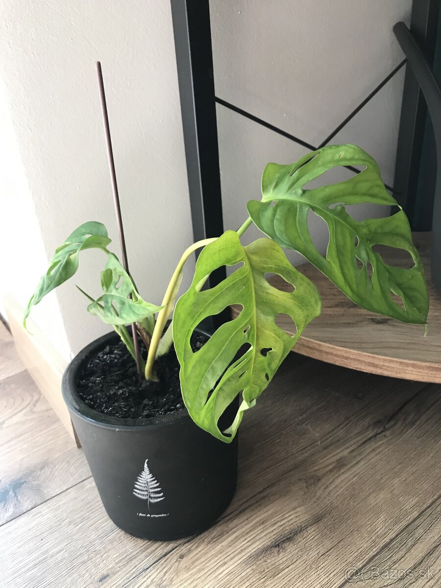Monstera Adansonii v ciernom crepniku - 2