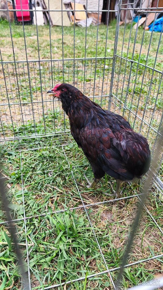 Araucana - 2
