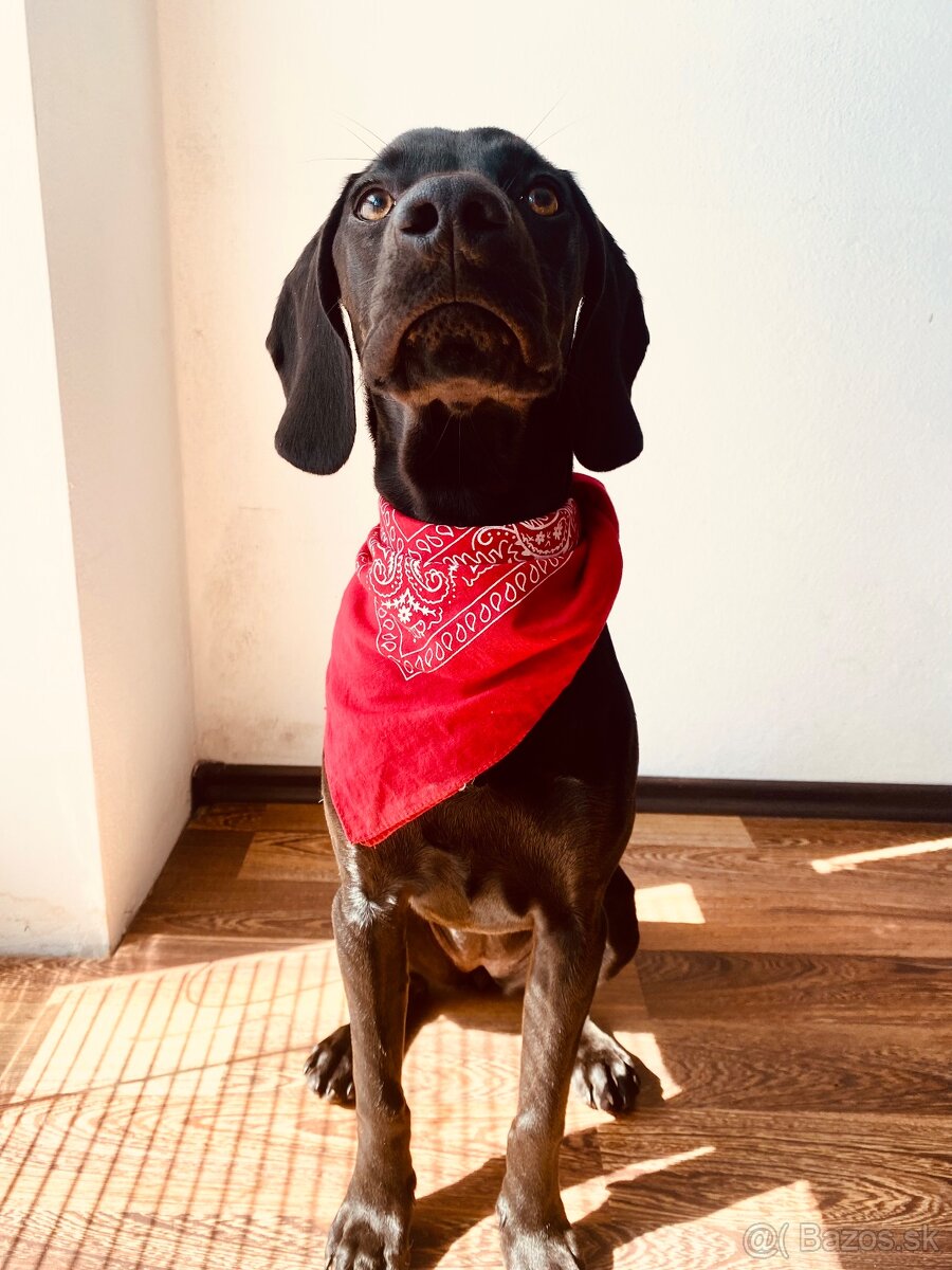 Darujem fenku do dobrých rúk 🐾 - 2