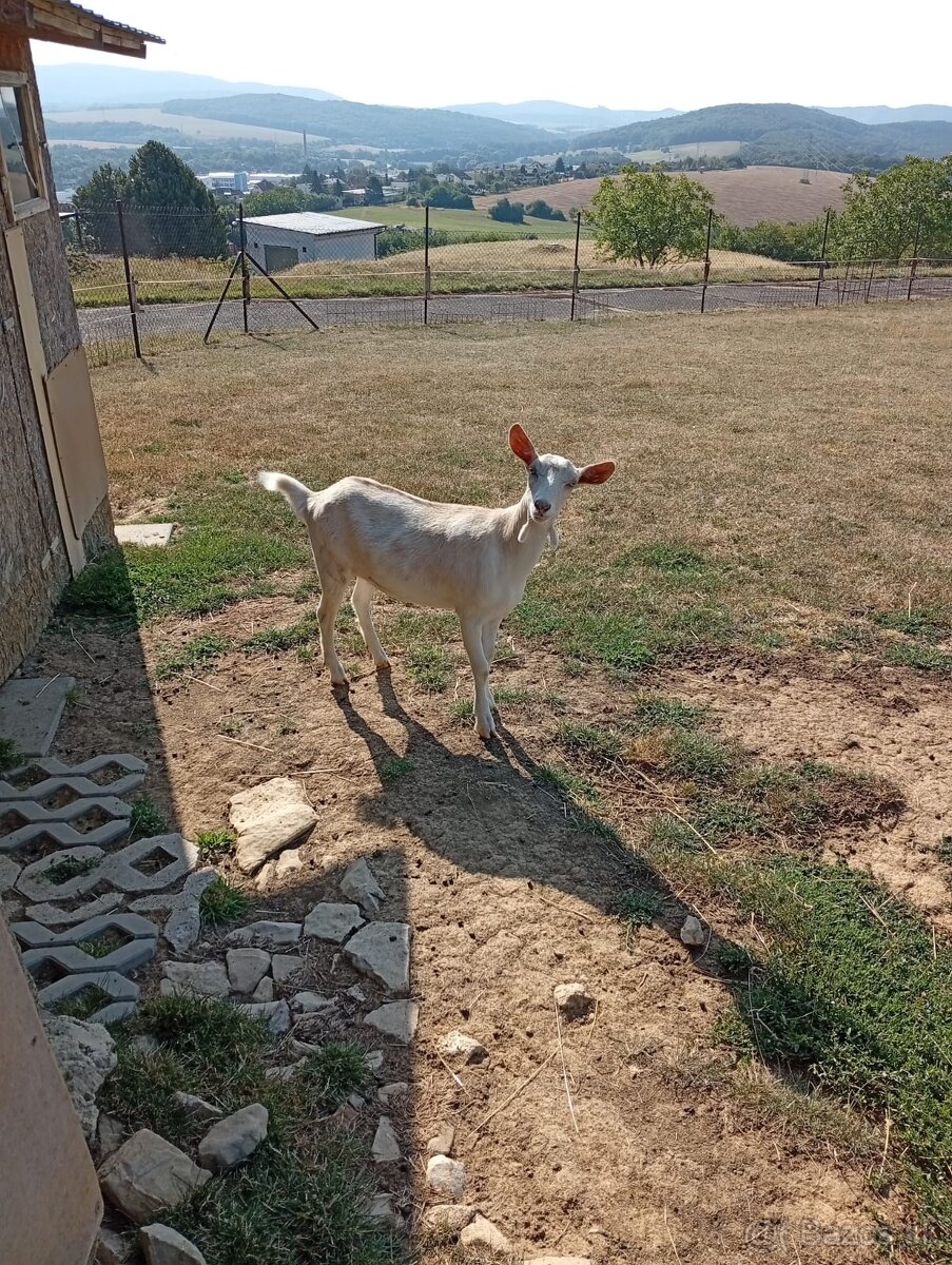 Mladá kozička - 2