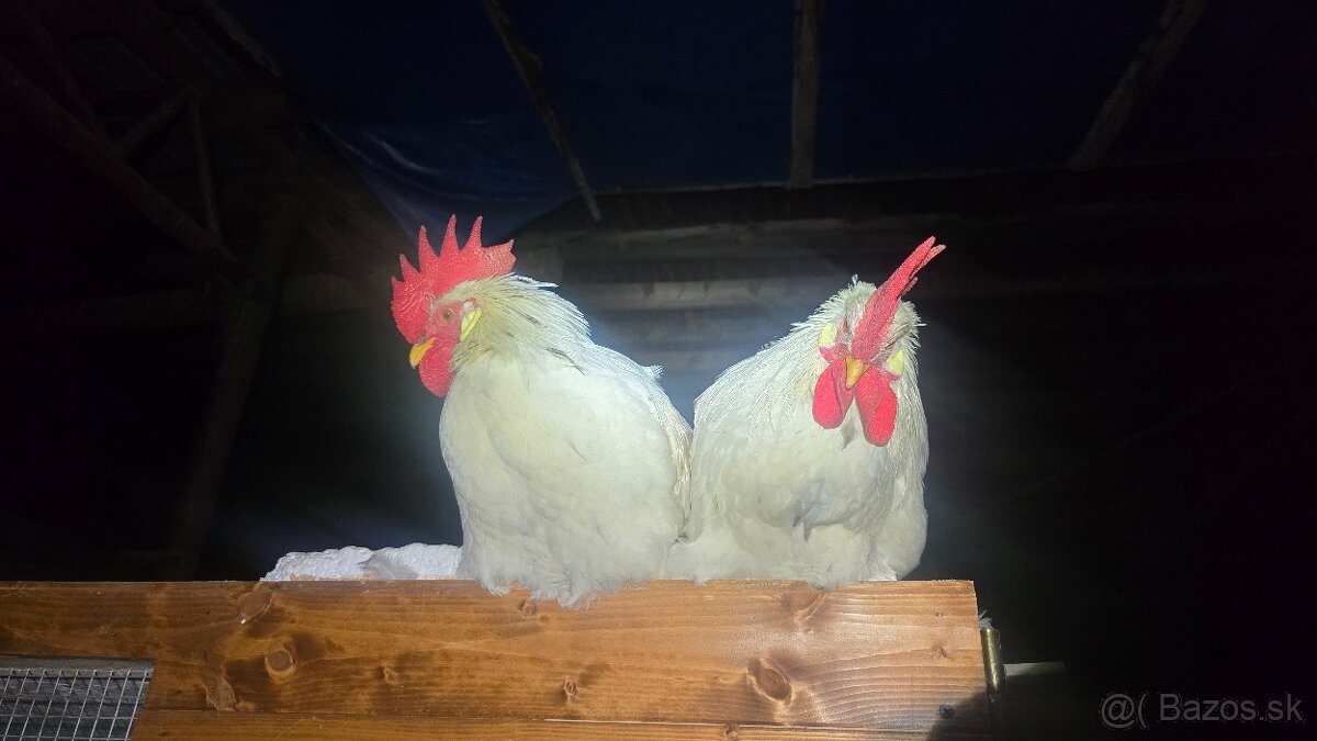 Kohút Leghorn - 2