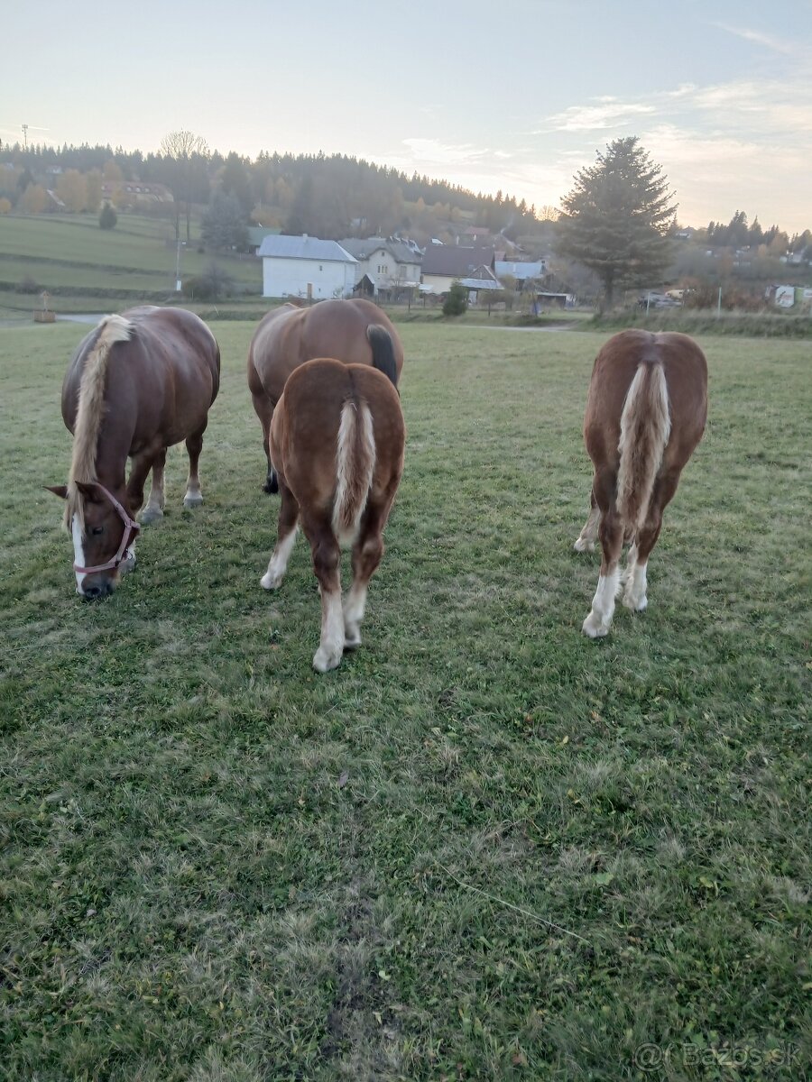Predám žriebätá - 2