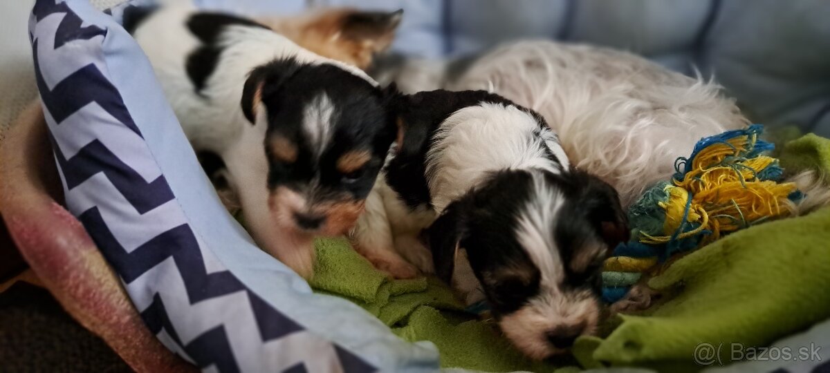 Yorkshire terier biewer - 2