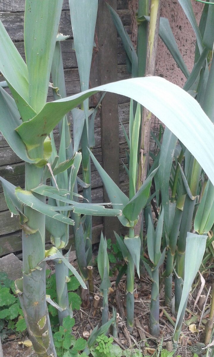 TRSTINA OBROVSKÁ - 2