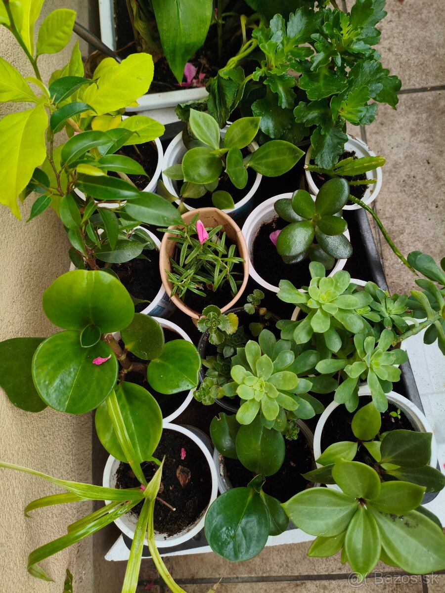 Izbové rastliny viac druhov - 2
