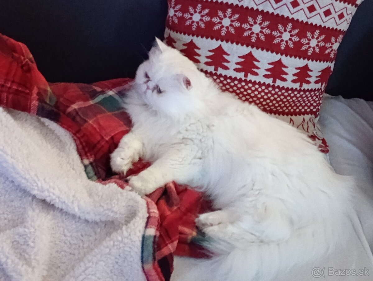 Darujem perského kocura - 2