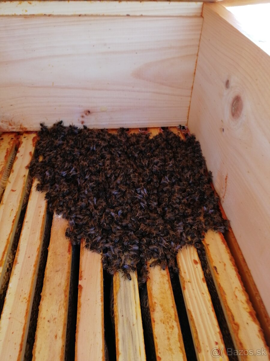 predam včely - 2
