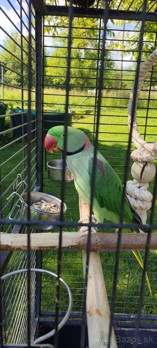 Alexander Veľký ručne dokŕmený pár - 2