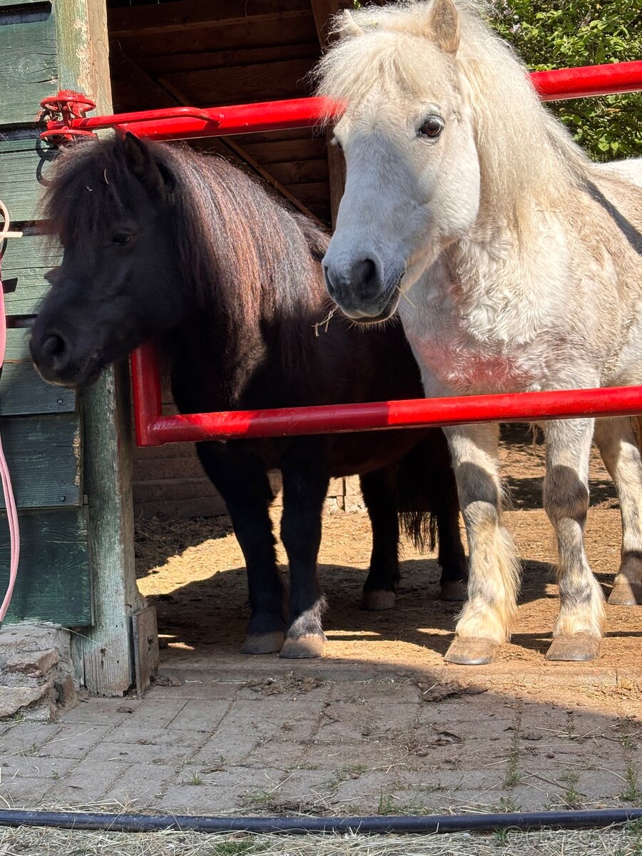Poník na predaj - 2