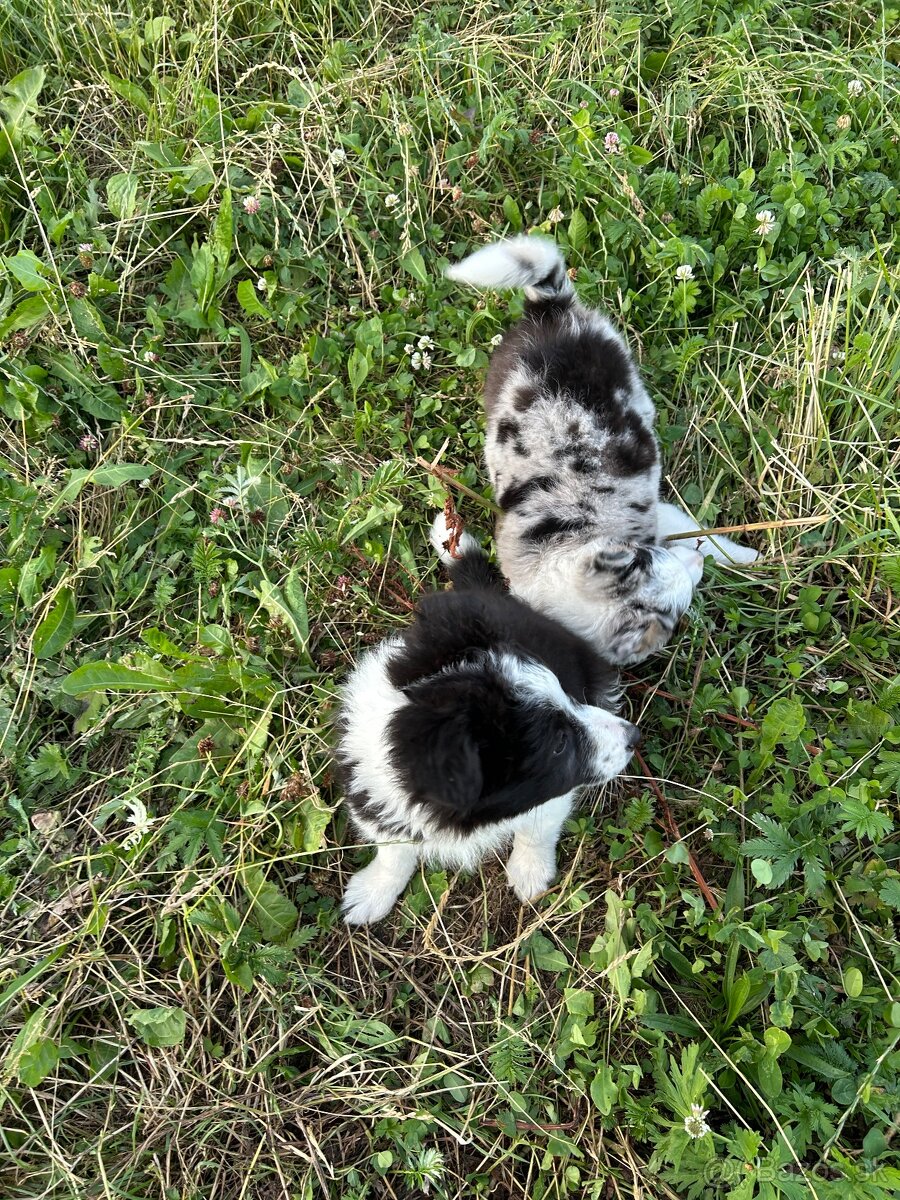 Border kólia - 2