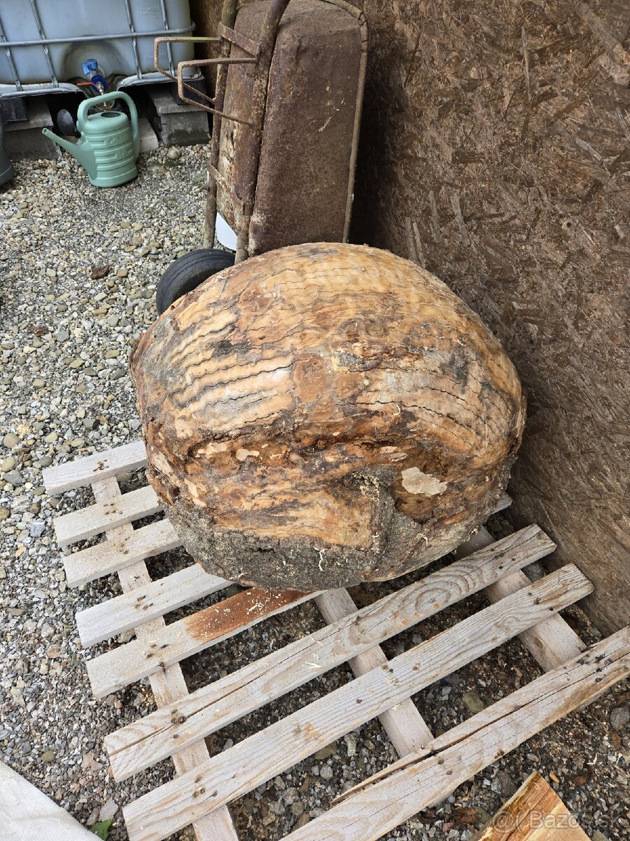 Nádor ( burl ) na kmeni stromu , BUK - 2