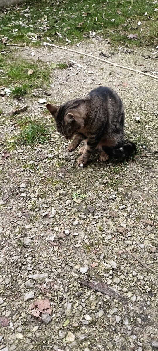 Darujem mačičku - 2