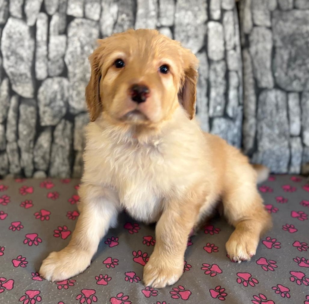 Nabídka hovawartích štěňat s PP - štěňata - 2