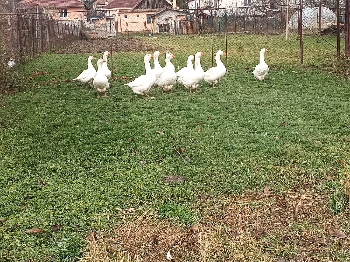 Slovenské biele husy - 2