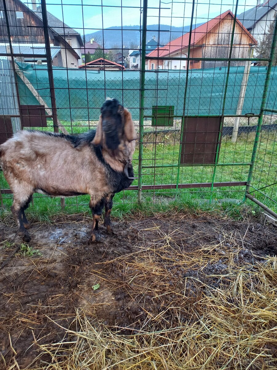 Anglonubijsky cap - 2