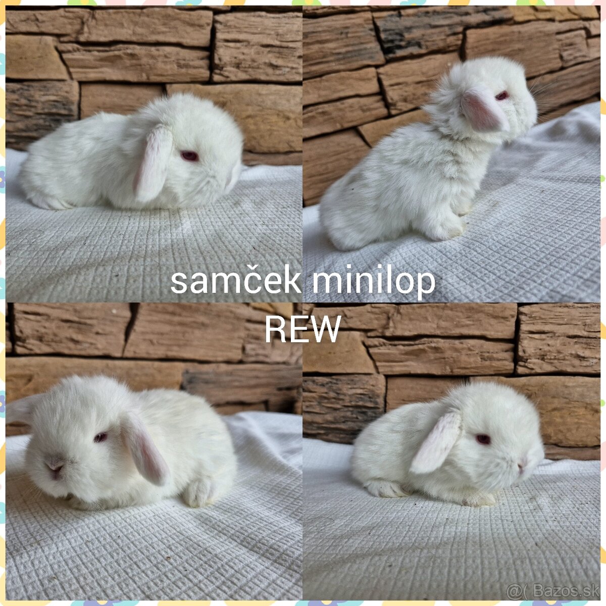 Minilop, zakrslý králik - 2